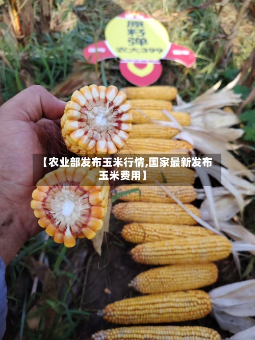【农业部发布玉米行情,国家最新发布玉米费用】-第3张图片
