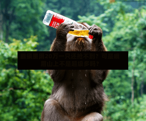 猴子费用涨疯了	，20万一只还抢不到？可是峨眉山上不是超级多吗？-第3张图片