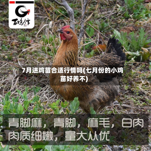 7月进鸡苗合适行情吗(七月份的小鸡苗好养不)