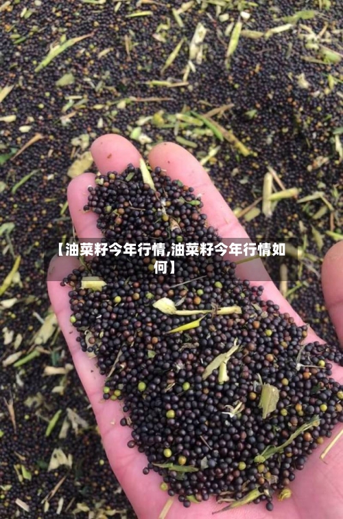 【油菜籽今年行情,油菜籽今年行情如何】-第3张图片