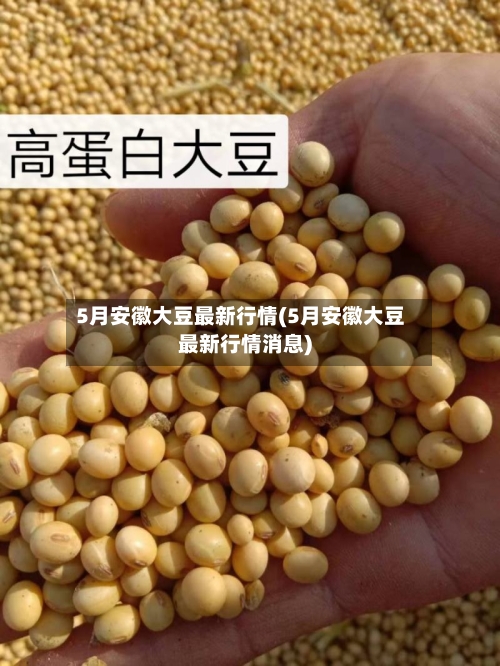 5月安徽大豆最新行情(5月安徽大豆最新行情消息)