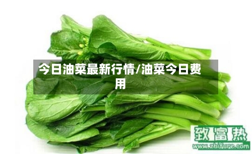 今日油菜最新行情/油菜今日费用