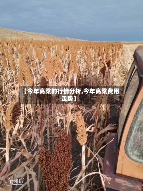 【今年高粱的行情分析,今年高粱费用走势】