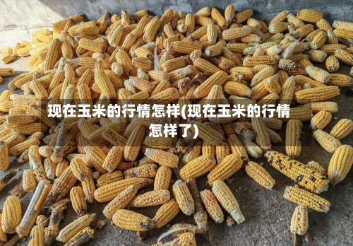 现在玉米的行情怎样(现在玉米的行情怎样了)