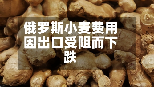 俄罗斯小麦费用因出口受阻而下跌