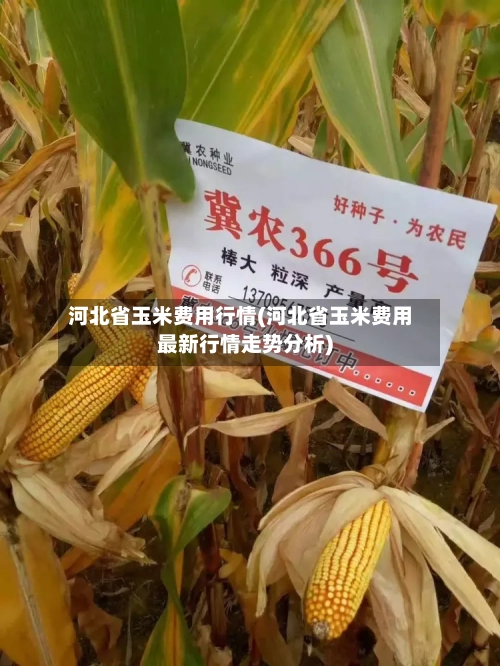 河北省玉米费用行情(河北省玉米费用最新行情走势分析)