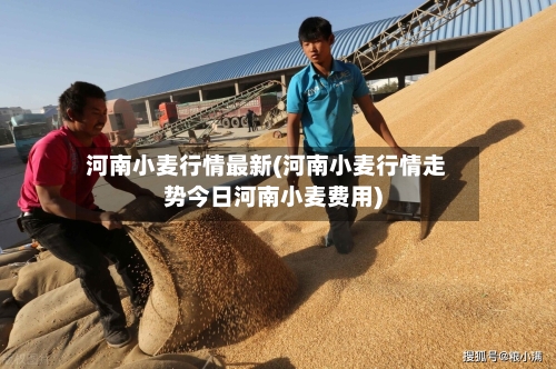 河南小麦行情最新(河南小麦行情走势今日河南小麦费用)